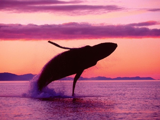 В Доминикане начался сезон наблюдения за китами