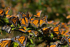 биосферный заповедник бабочки Монарх