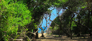 image preview