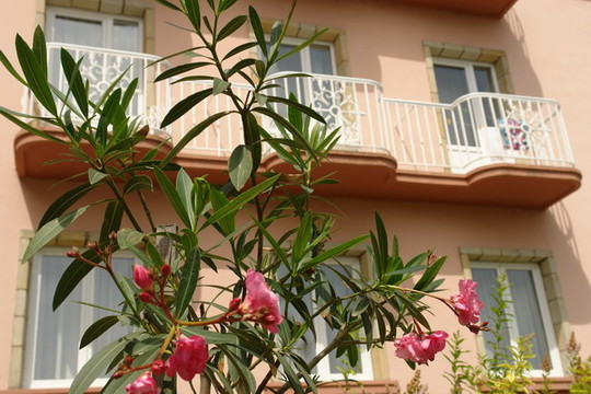 image preview