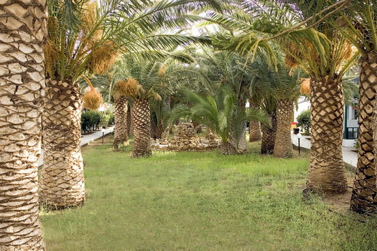 image preview