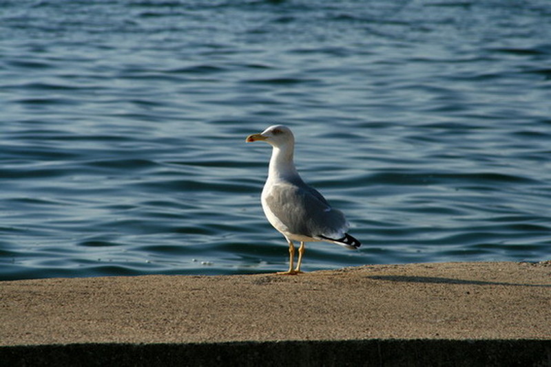 SUBOTKA 