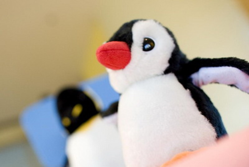 Penguin kids club
